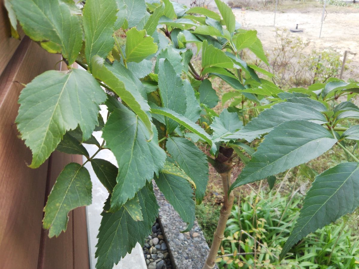  夏前から何か出ていると気がつきました。3ヶ月半程の今は枝が...