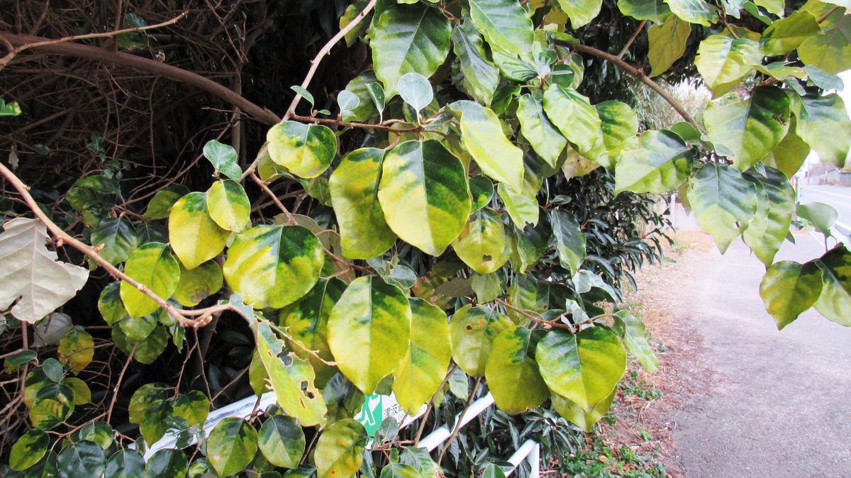 緑から黄葉する途中でしょうか
丸い葉がとても綺麗な蔓植物
葉...