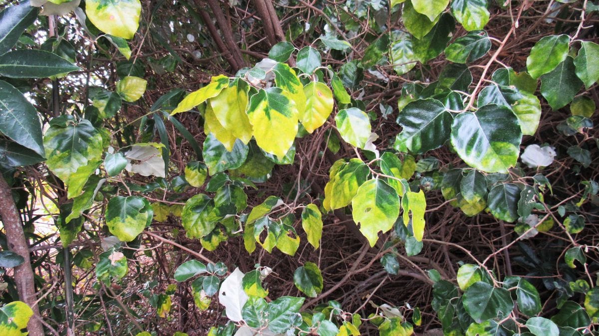 緑から黄葉する途中でしょうか
丸い葉がとても綺麗な蔓植物
葉...