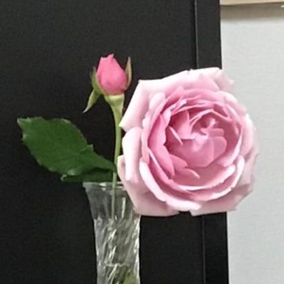 薔薇の名前を教えてください。
亡くなった父が育てていた薔薇の...