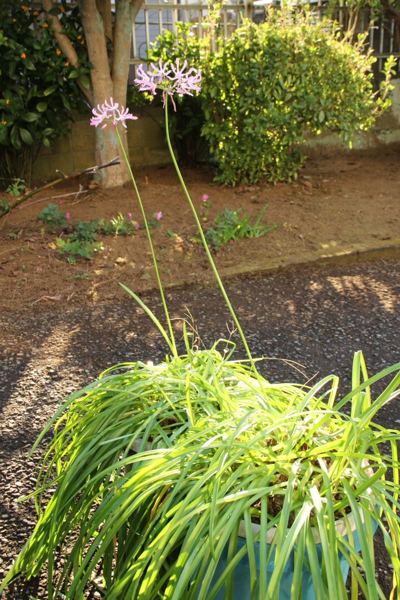 現在、咲いています。初心者で、名前がよくわかりません。この花...