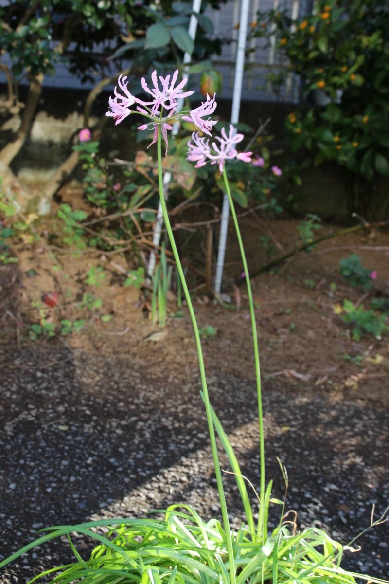 現在、咲いています。初心者で、名前がよくわかりません。この花...