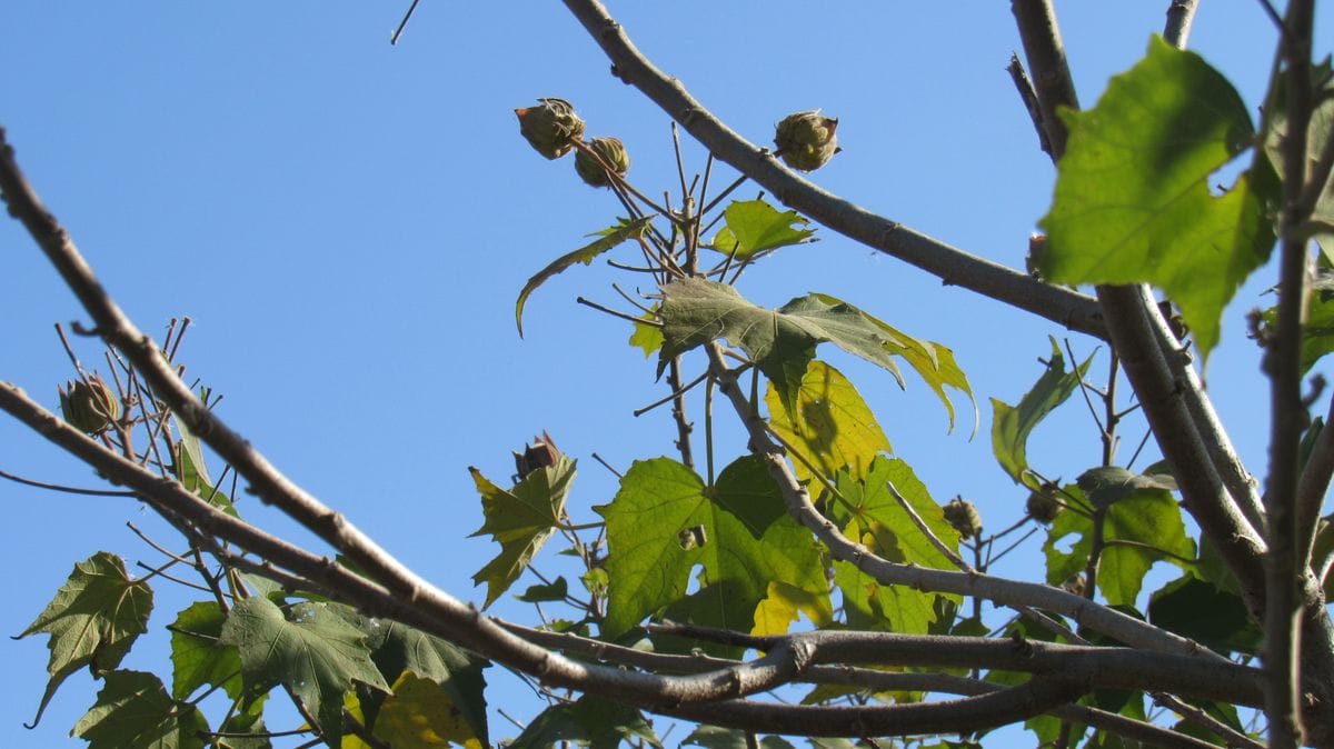 木の先端に蕾のようなモノ
時期的に実かとも思いましたが蕾のよ...