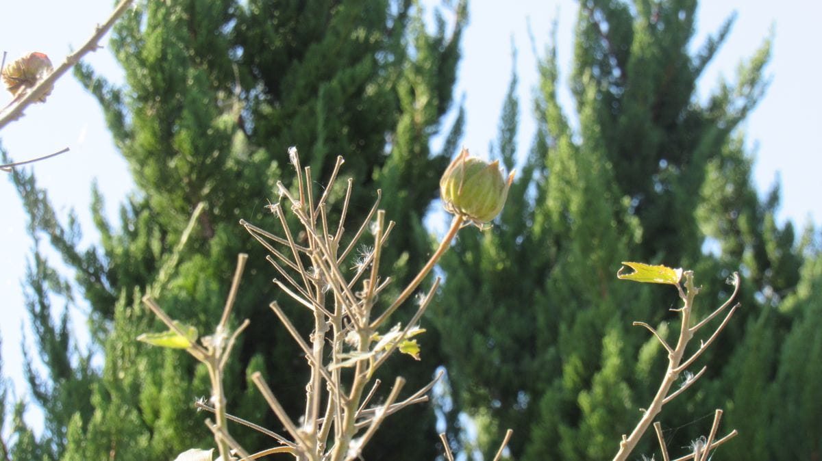 木の先端に蕾のようなモノ
時期的に実かとも思いましたが蕾のよ...