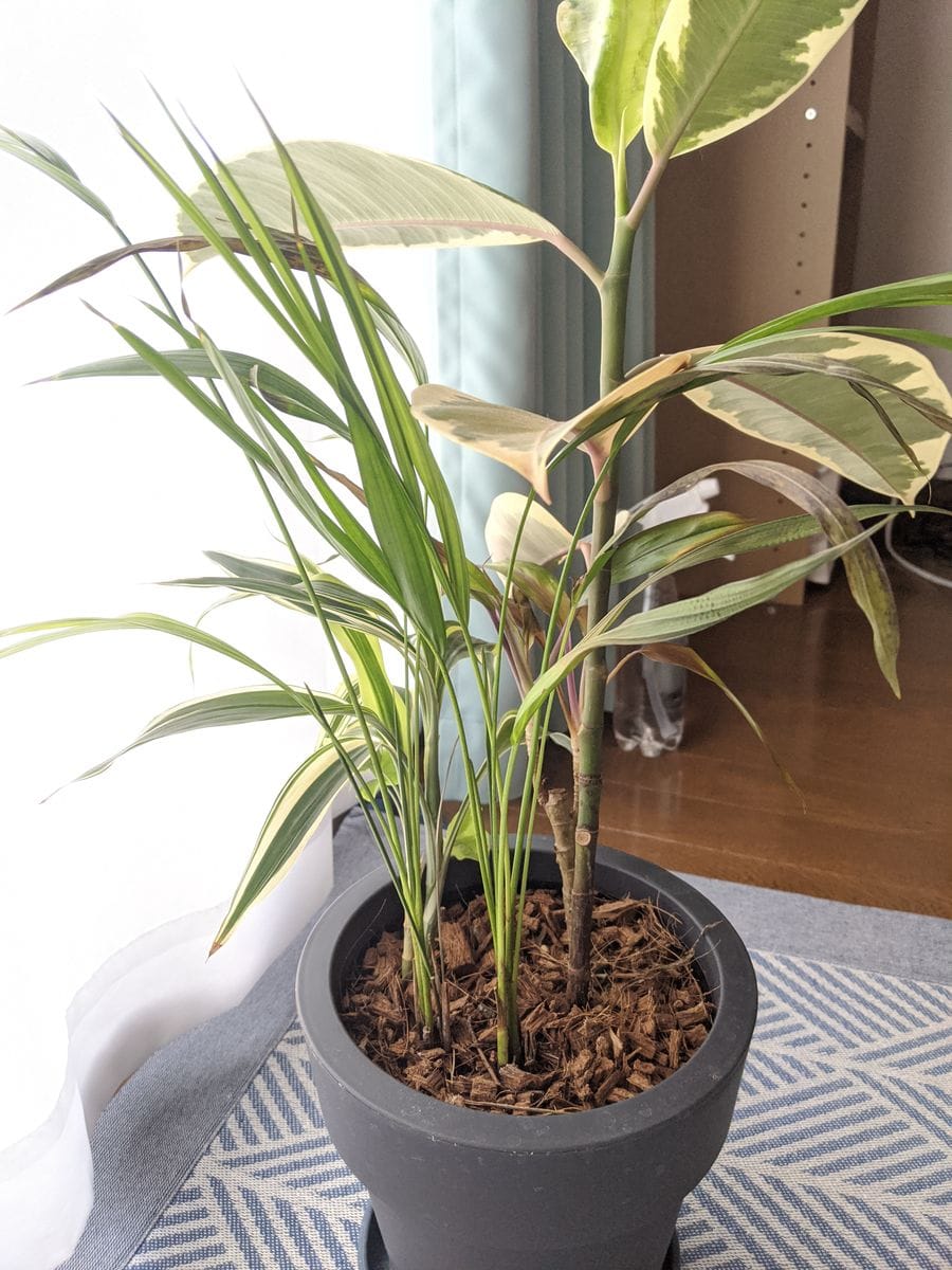 初心者です。8月頃に買ったゴムの木などの寄植えが最近元気がな...