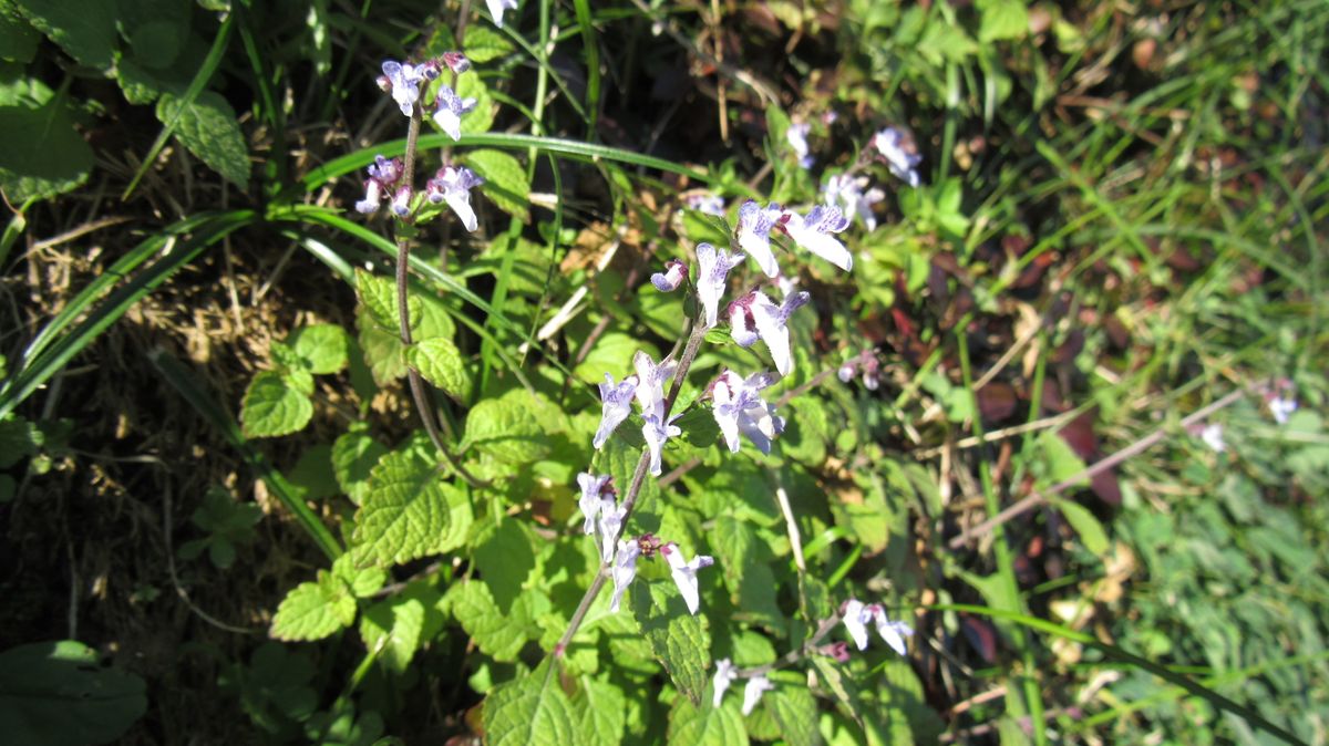 山歩きでよく見かける野草
シソ科のアキギリとかタツナミソウの...