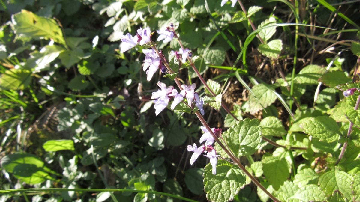 山歩きでよく見かける野草
シソ科のアキギリとかタツナミソウの...