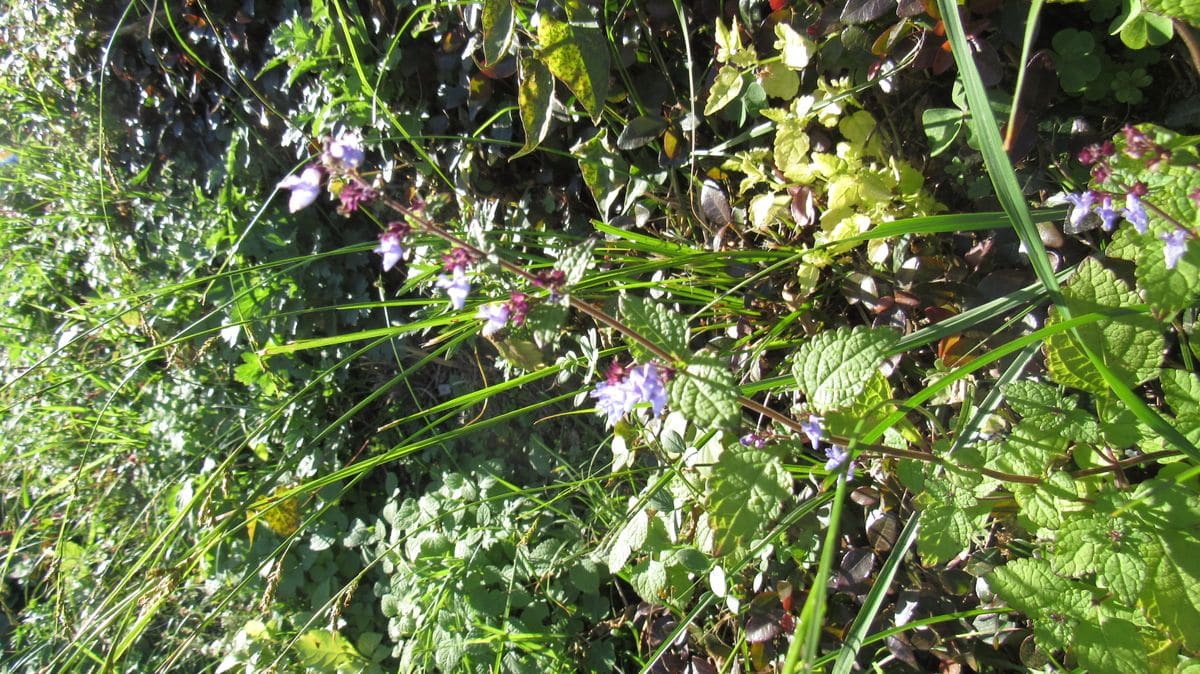 山歩きでよく見かける野草
シソ科のアキギリとかタツナミソウの...