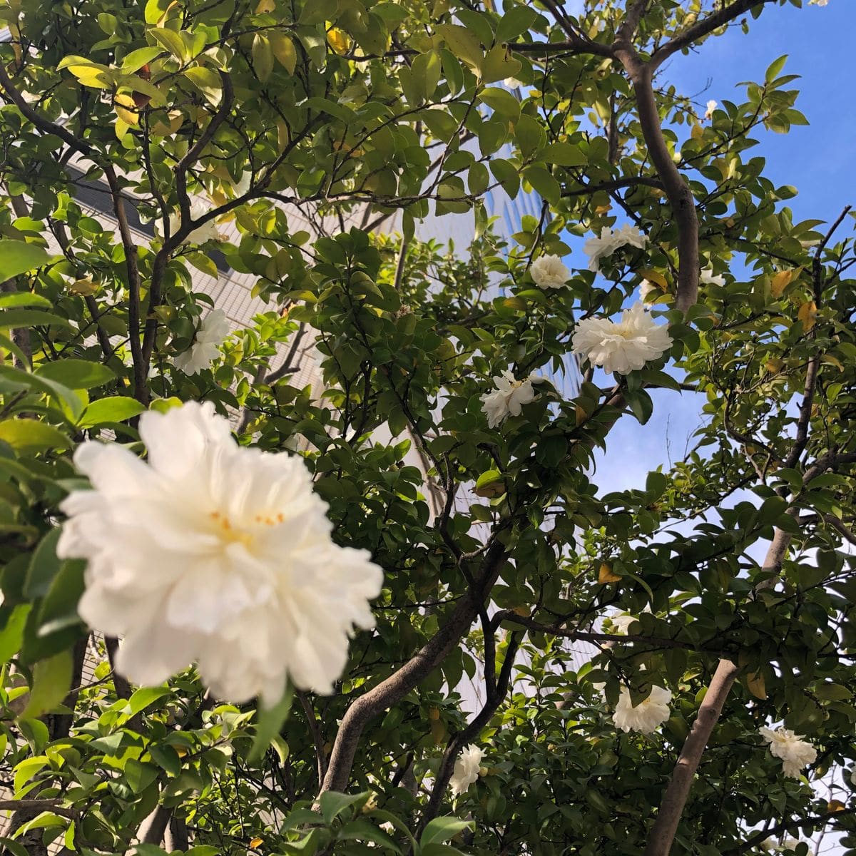 いつもお世話になります 街路樹で 現在白い花が咲いています 園芸相談q A みんなの趣味の園芸