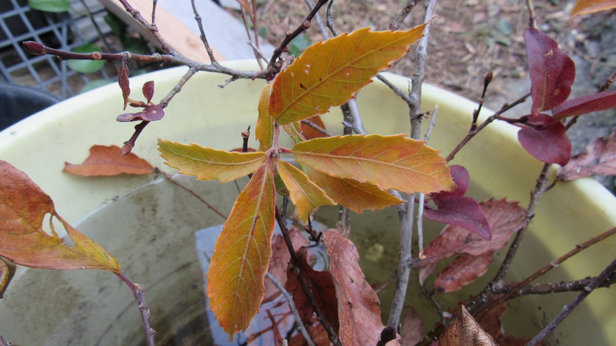 花友の家にあった木の葉
黄葉紅葉が綺麗と思ったので
一枝づつ...