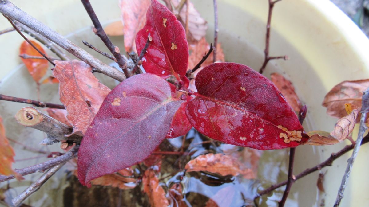 花友の家にあった木の葉
黄葉紅葉が綺麗と思ったので
一枝づつ...