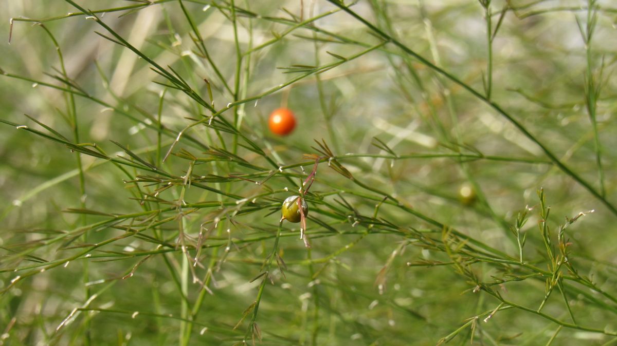 垣根の様に使われていた
糸状の草(木かも)で草丈は1メートル...