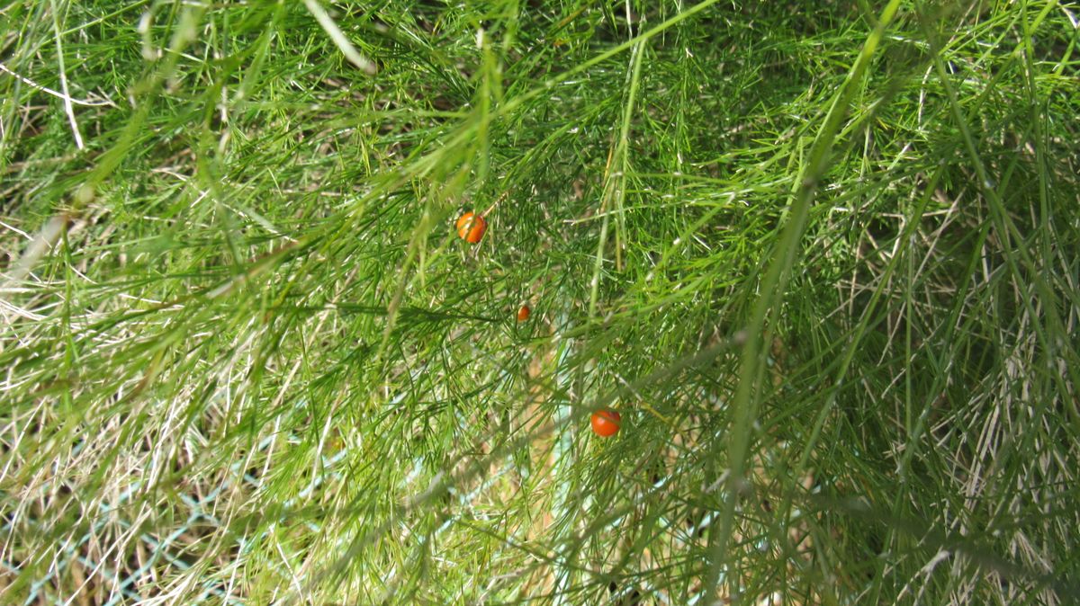 垣根の様に使われていた
糸状の草(木かも)で草丈は1メートル...