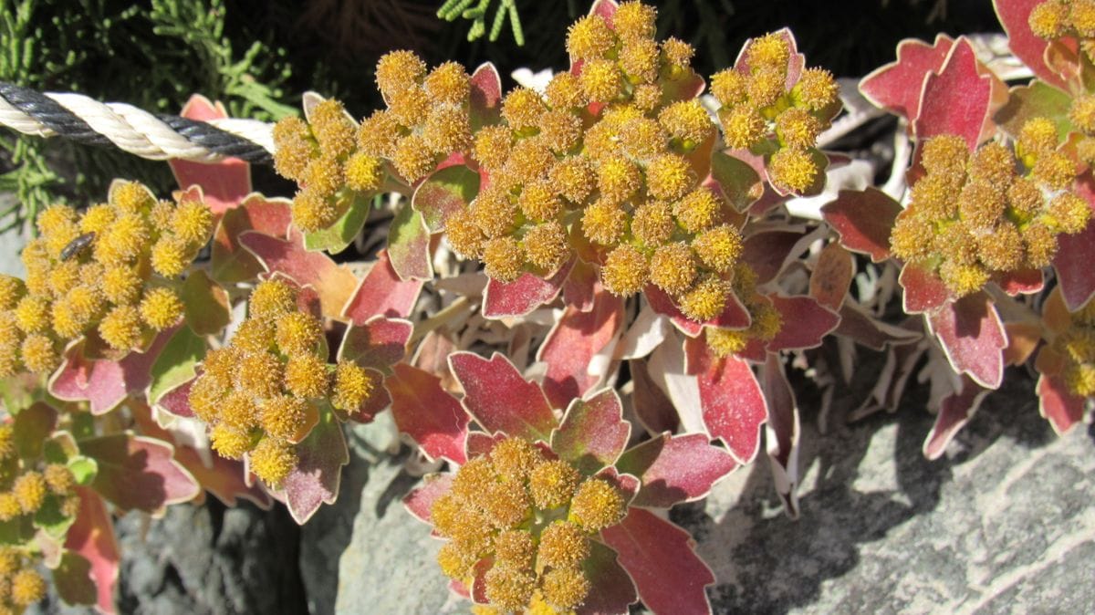 石垣の隙間に植えられていました
丸い黄色い花は少し終わりかけ...