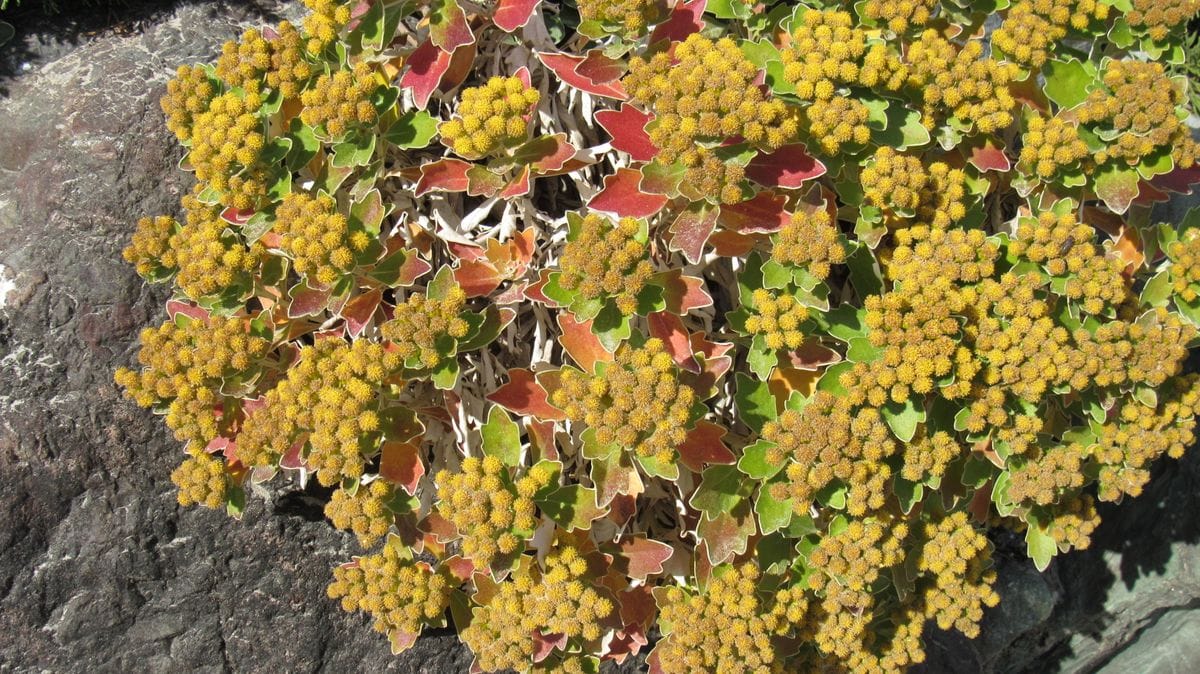 石垣の隙間に植えられていました
丸い黄色い花は少し終わりかけ...