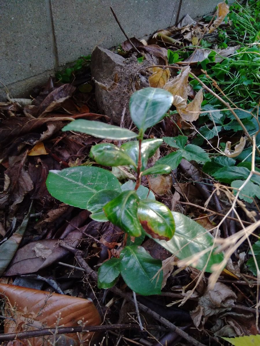 庭のサザンカ（？）の横に似たような葉のついた幼木がありました...