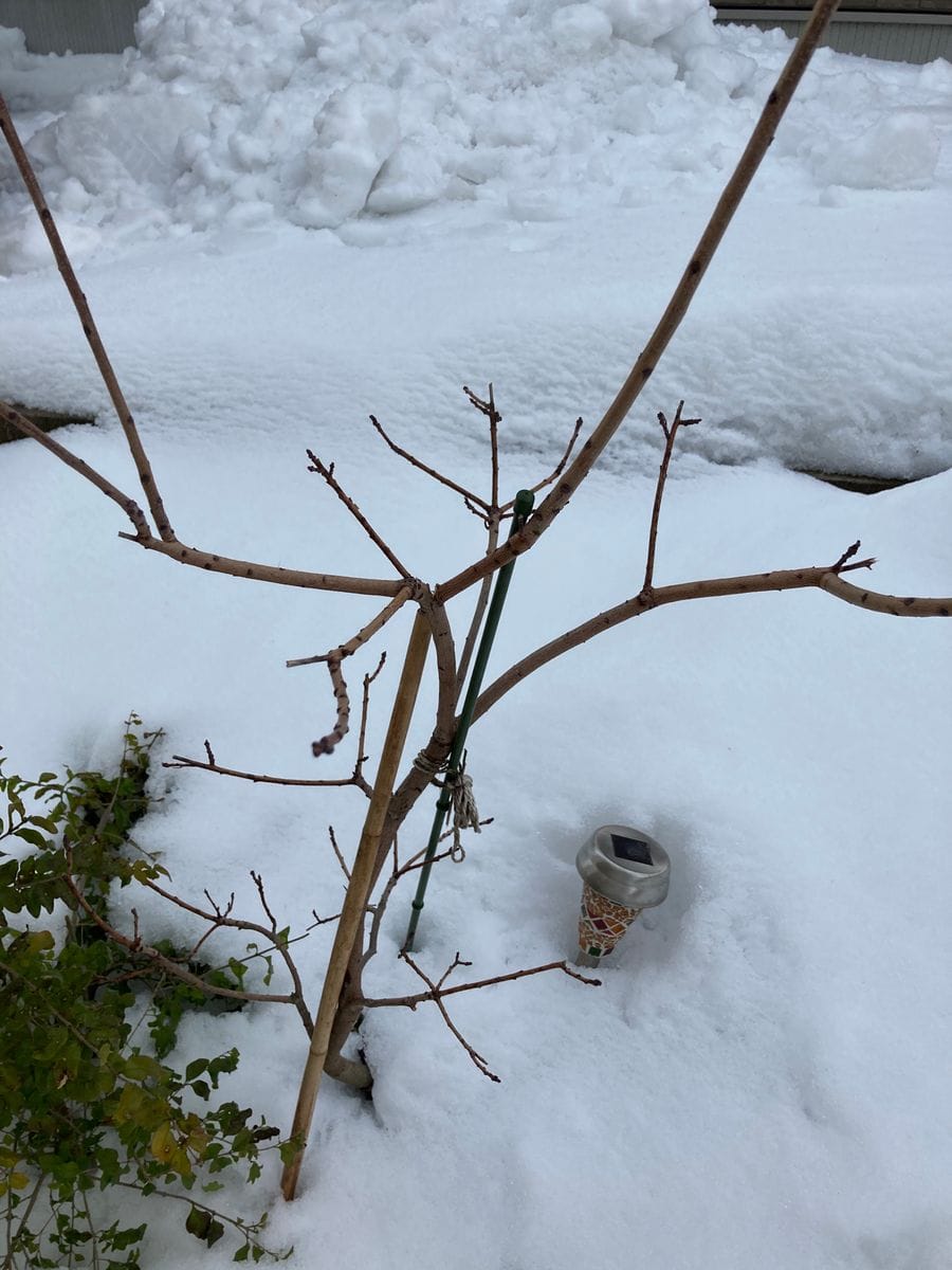 雪の重みで　オリーブの木の枝とスモークツリー の折れてしまい...