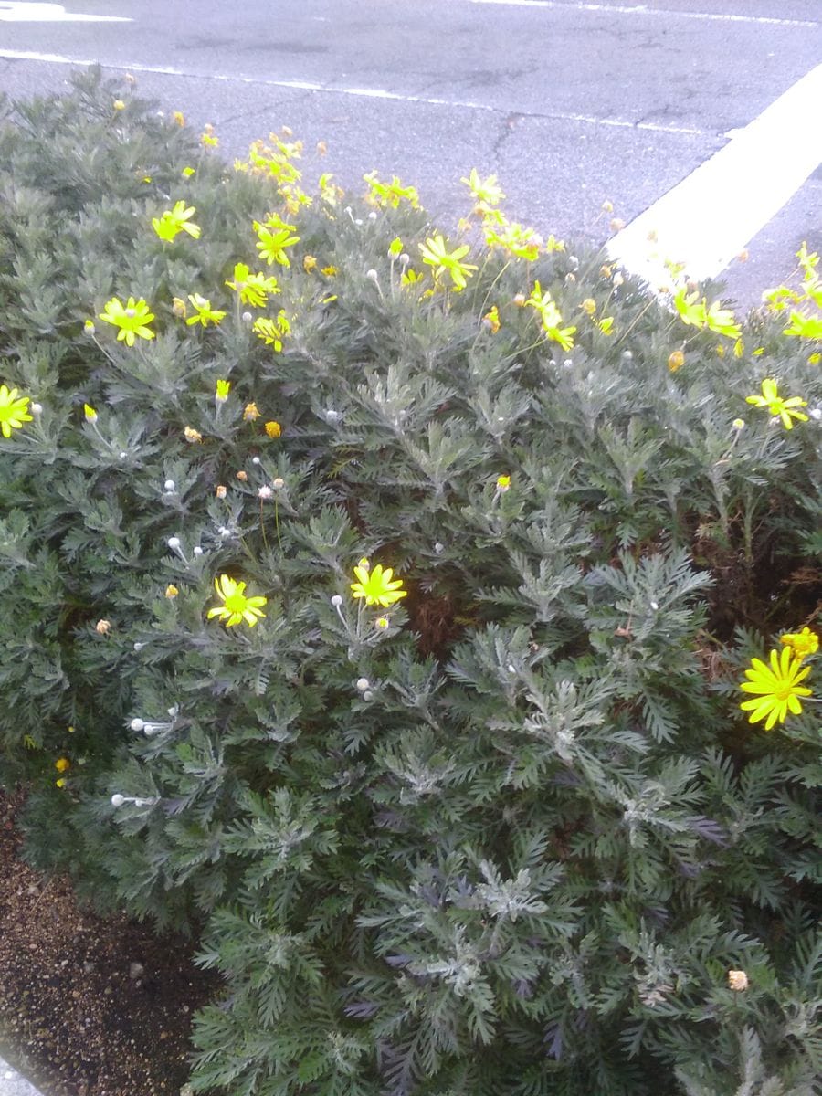 写真の植物のなまえを教えてください。
三ノ宮のフラワーロード...