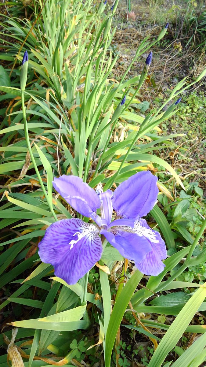 きょう初めて開花しました
自分では｢シャガ｣と思っていました...