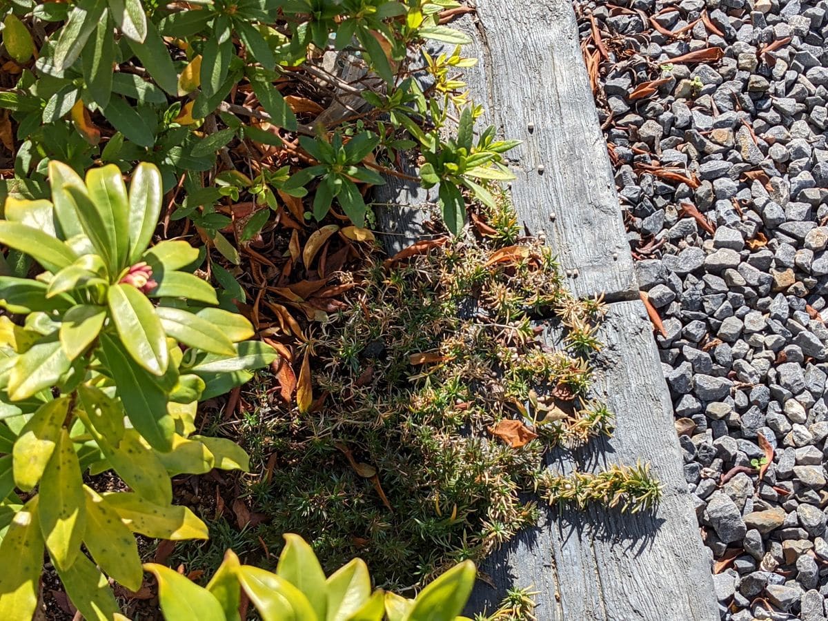 苗で購入、地植えにしています
二本ある沈丁花の葉の下方が黄色...