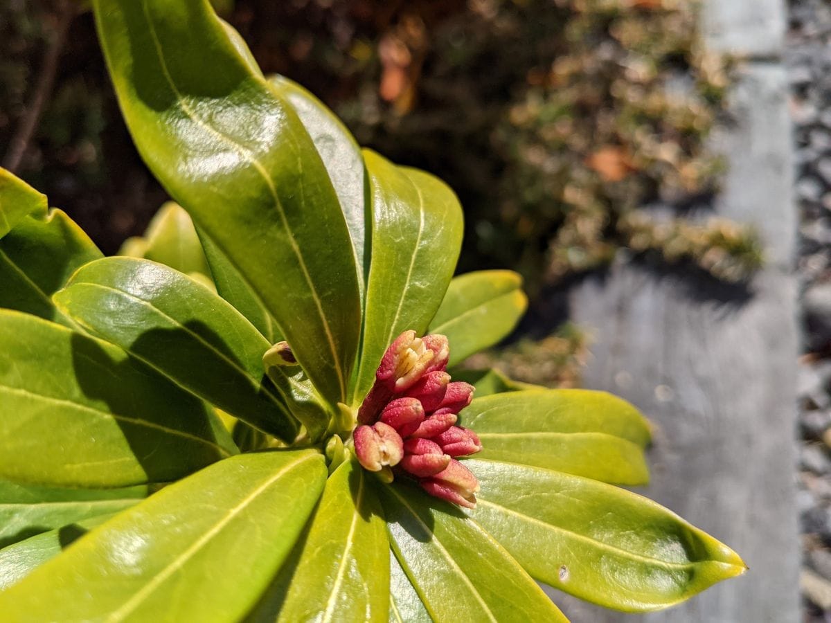 苗で購入、地植えにしています
二本ある沈丁花の葉の下方が黄色...