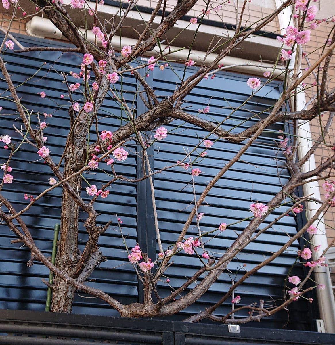 また疑問です。これは、早咲く桜でしょうか。