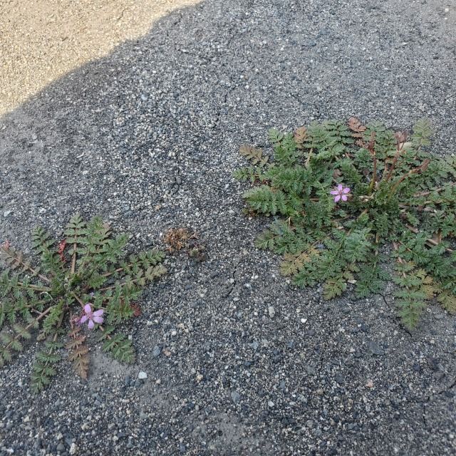 今日食べに行ったお店の駐車場の隅で咲いていましたこのお花がと...