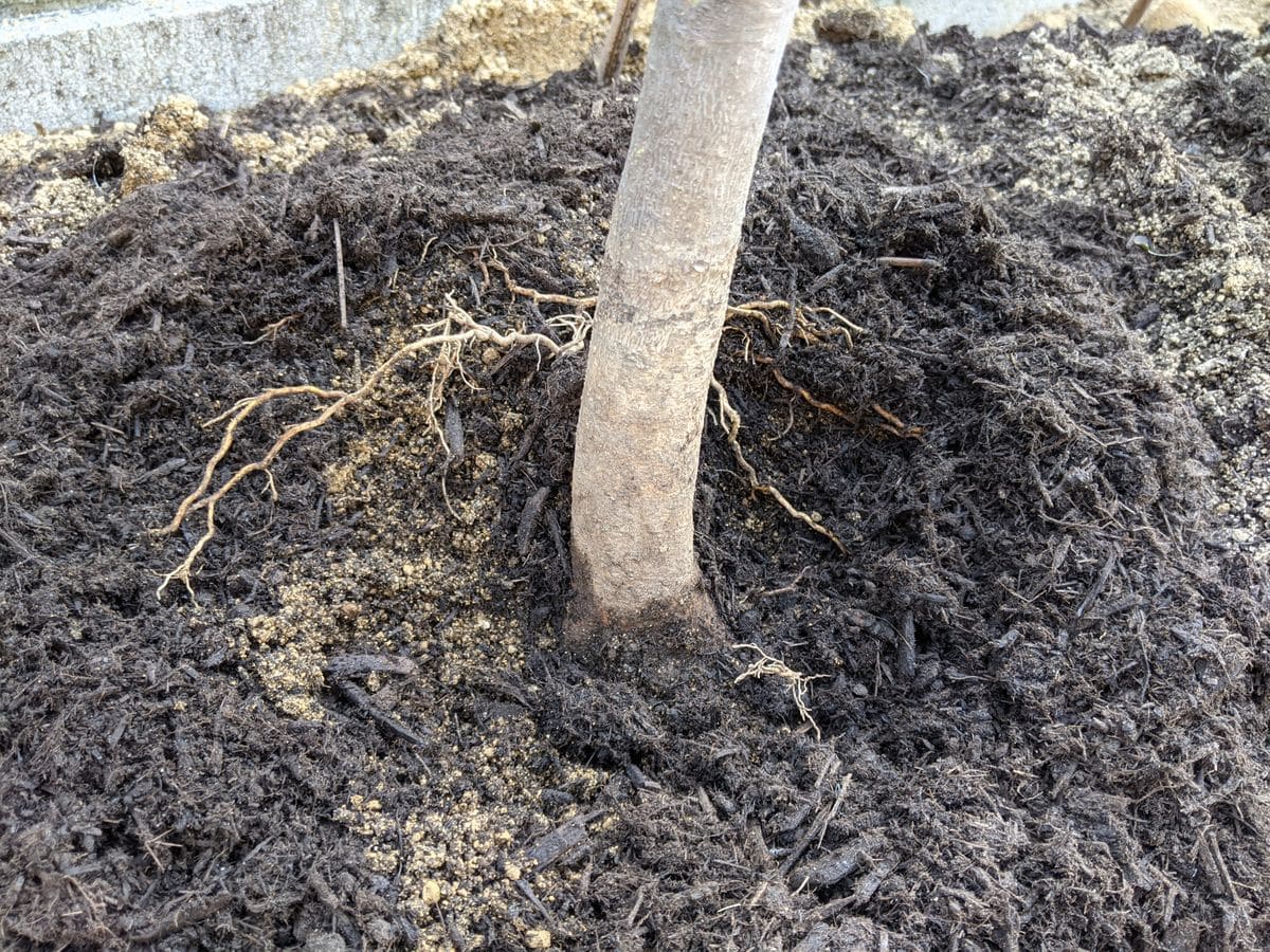 年3月に植木を植えた際に深植えしてしまい根が地上に出てき 園芸相談q A みんなの趣味の園芸