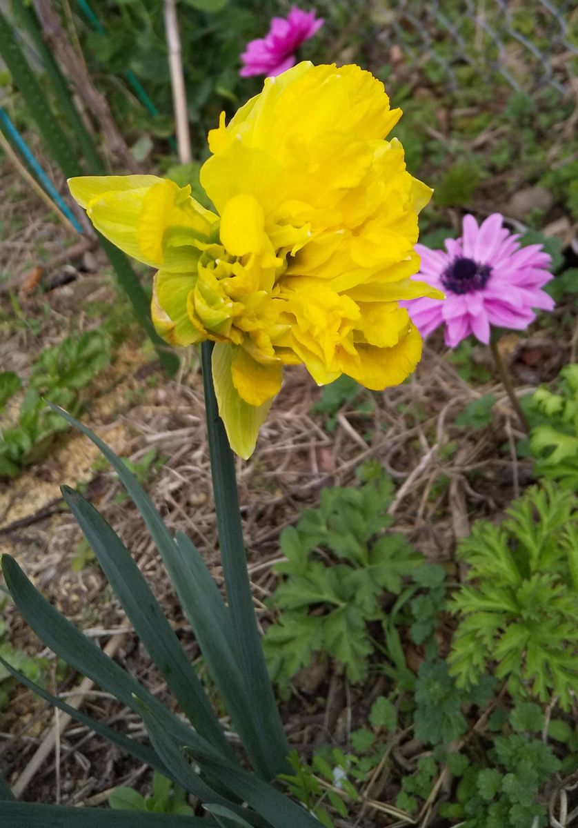 お世話になります。
このお花の名称を教えてください。
ダブル...