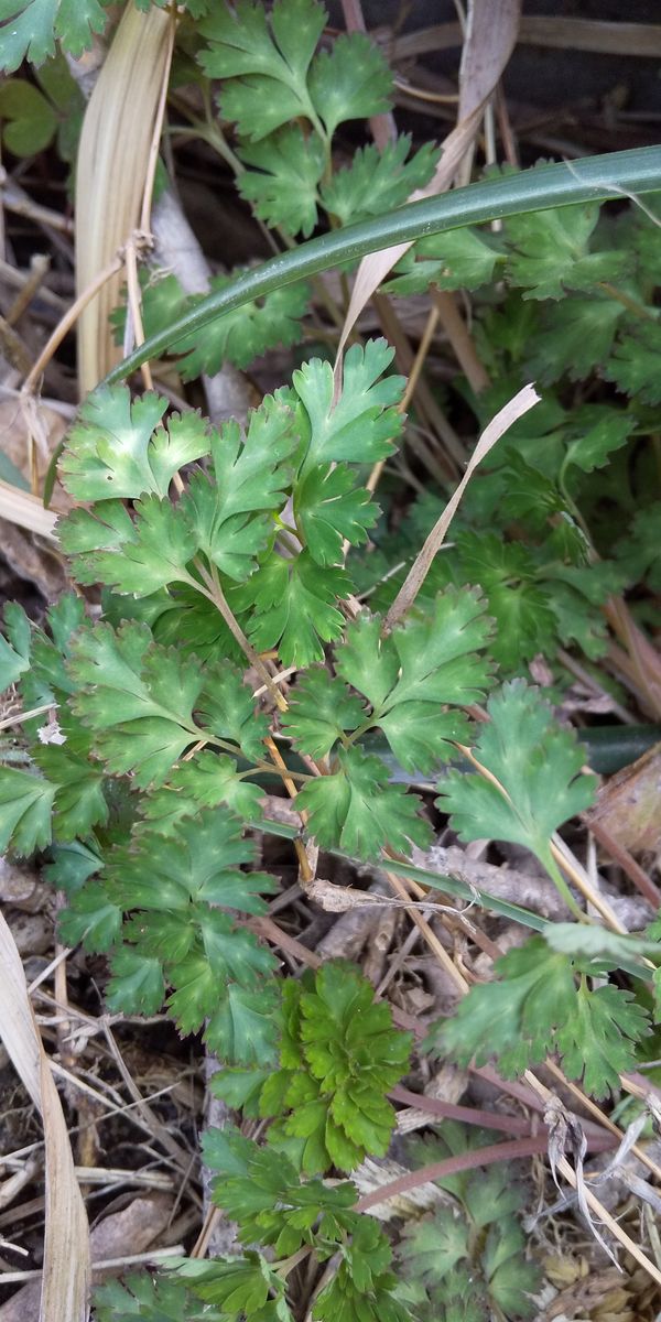 いつもお世話になります。
これは雑草でしょうか？
畑の花壇に...