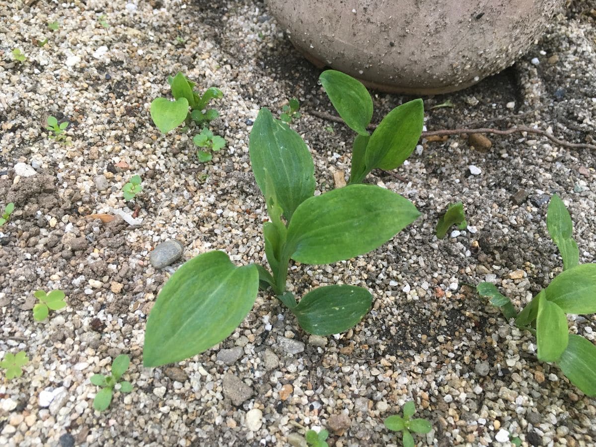 この植物の名前を教えて下さい。毎年、今頃から出てきますが、葉...