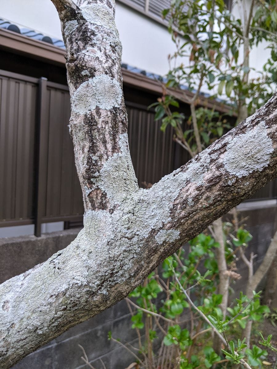 ドウダンツツジの幹にカビの様な苔のような物が付着しています 園芸相談q A みんなの趣味の園芸