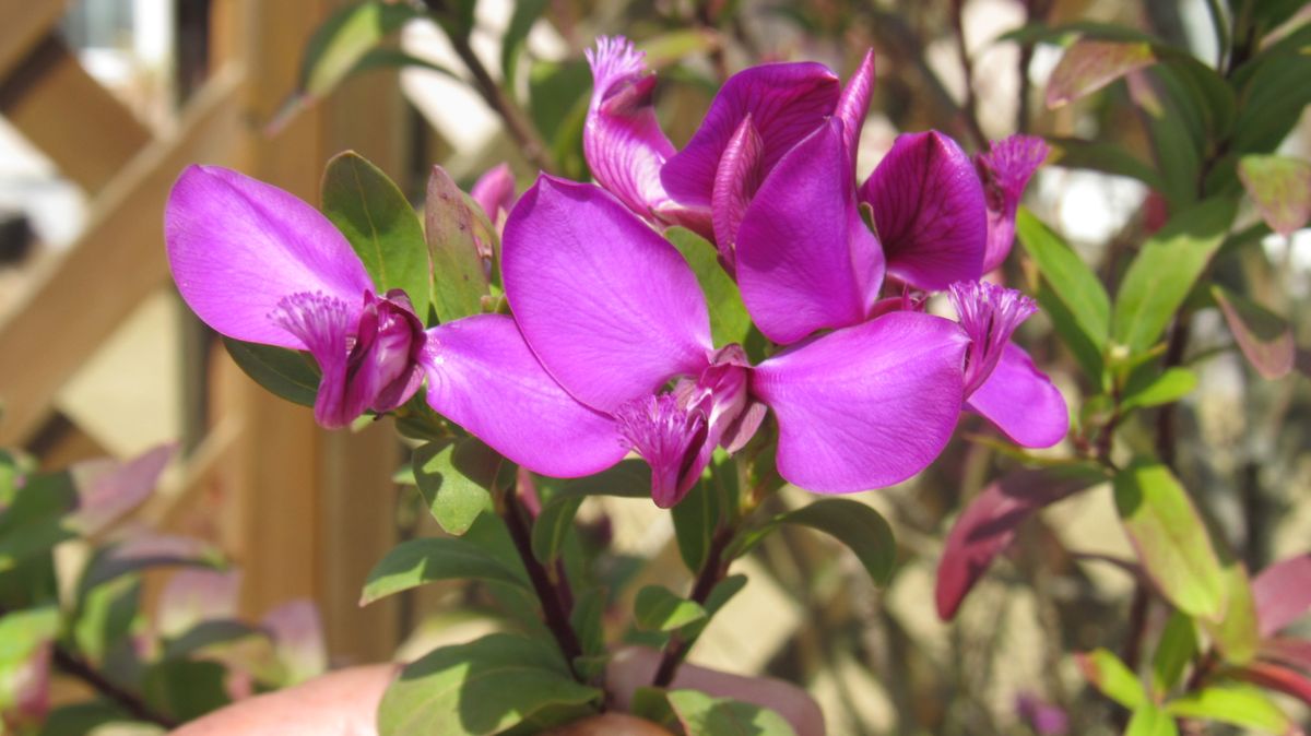 散歩中に見つけた庭の花
1.2メートル程の低木で
不思議な形...