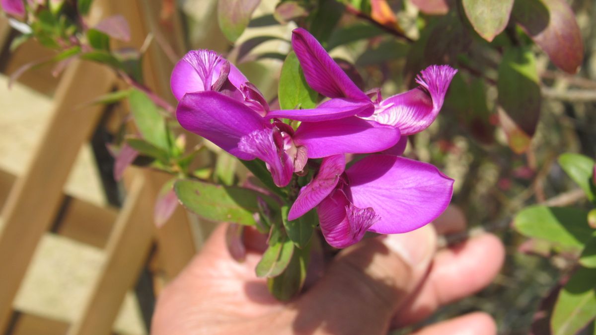 散歩中に見つけた庭の花
1.2メートル程の低木で
不思議な形...