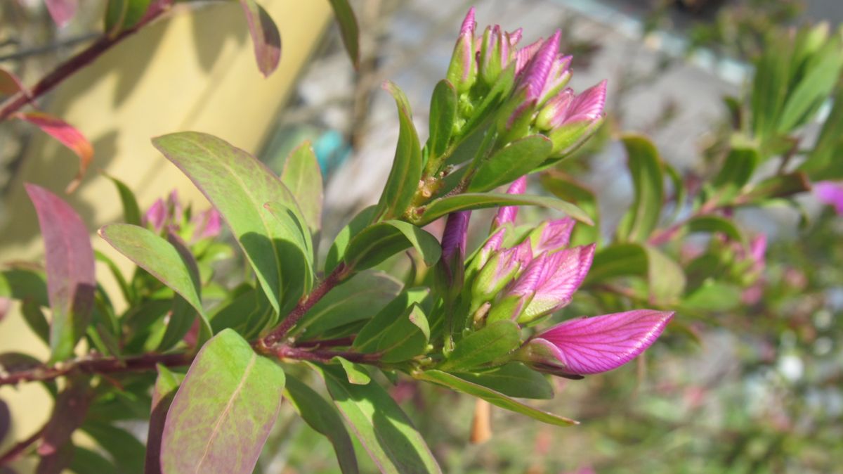 散歩中に見つけた庭の花
1.2メートル程の低木で
不思議な形...