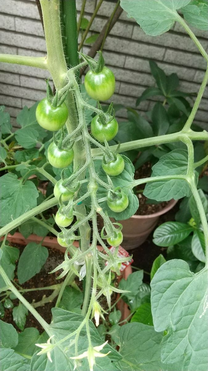 おはようございます。
今年 初めてのミニ・トマト🍅栽培(鉢)...