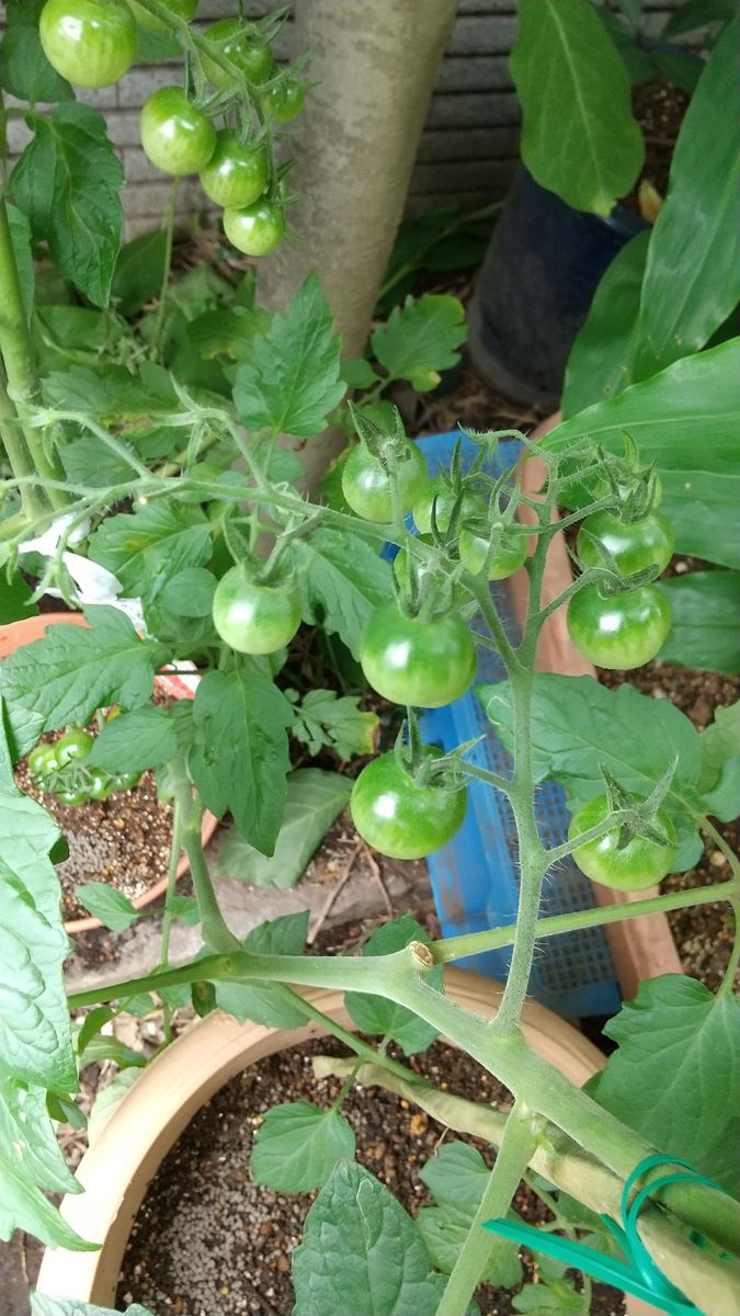 おはようございます。
今年 初めてのミニ・トマト🍅栽培(鉢)...