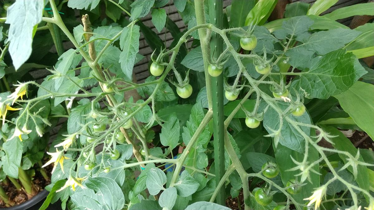 おはようございます。
今年 初めてのミニ・トマト🍅栽培(鉢)...