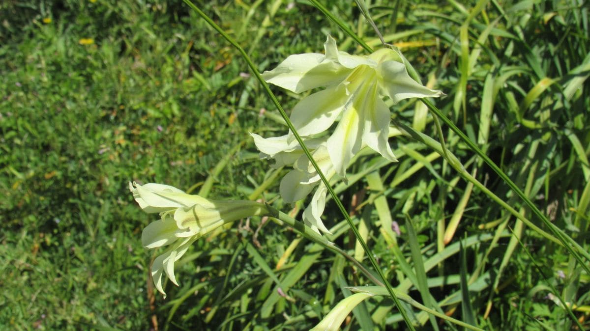 スイセンの様なユリの様な
野草なのか園芸種なのか～❔
休耕田...