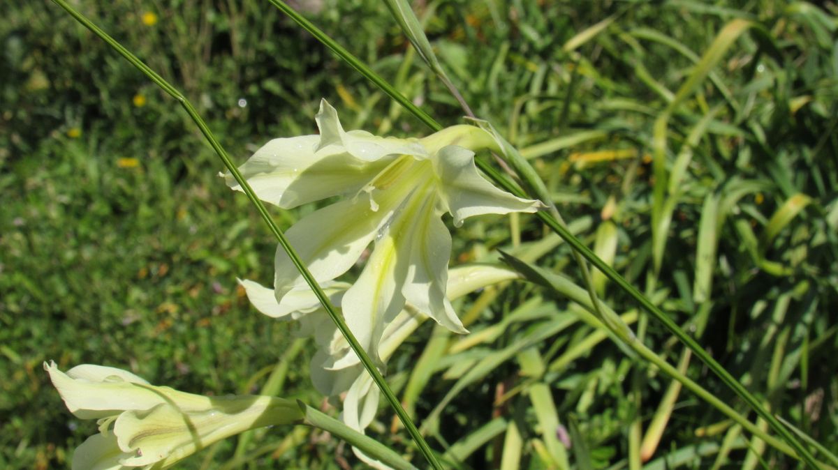 スイセンの様なユリの様な
野草なのか園芸種なのか～❔
休耕田...