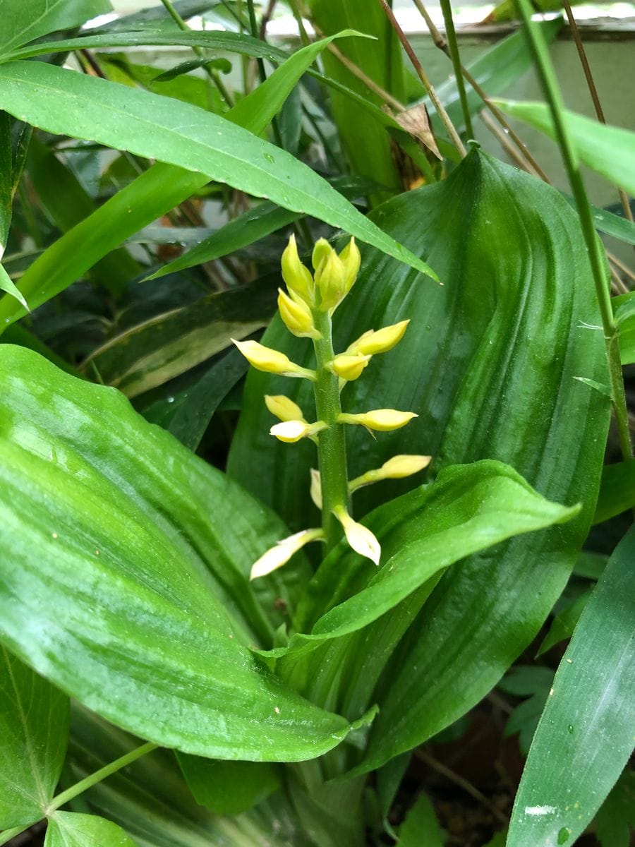 サルメンエビネが開花寸前で約1週間、蕾のままストップしてしま...