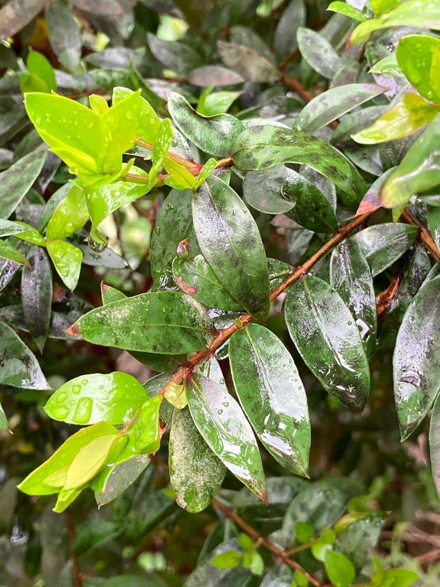 花壇に植えてから三年以上経つギンバイカ　マートルです。可愛い...