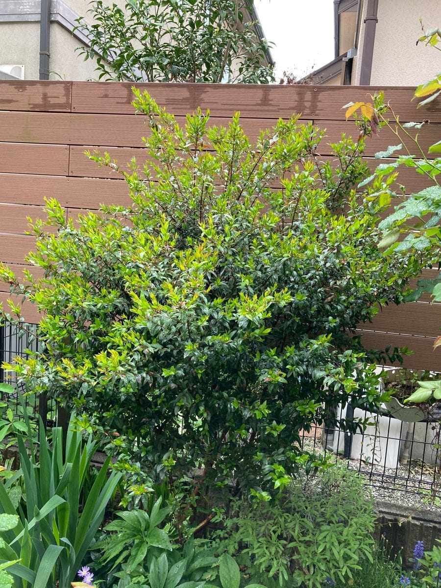 花壇に植えてから三年以上経つギンバイカ　マートルです。可愛い...