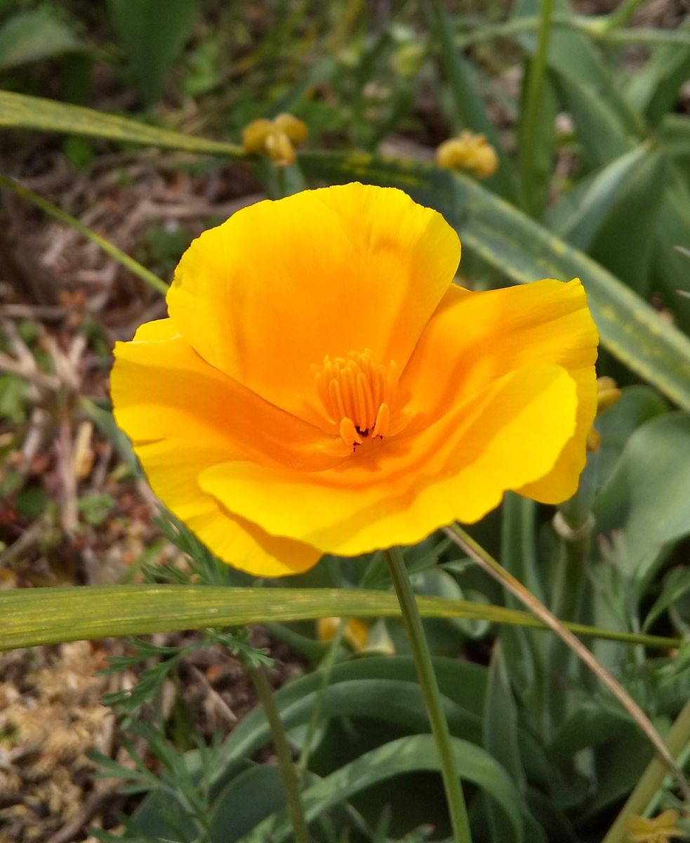 いつもお世話になります。

お花の名前を教えてください～♪
...