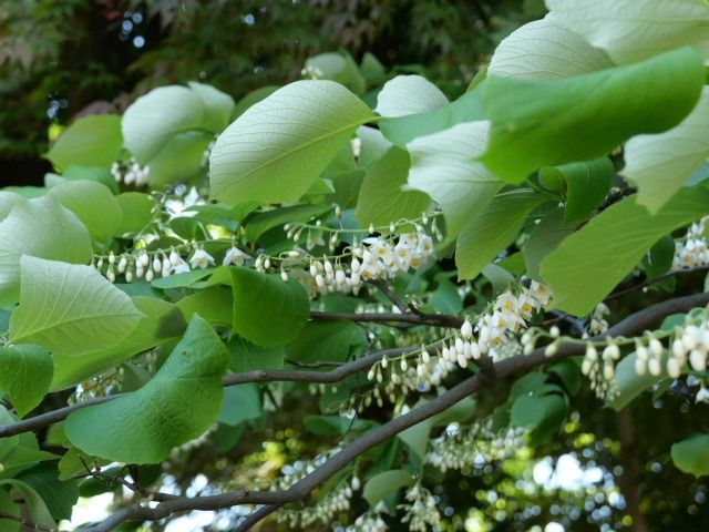 先程は写真が添付されて無かったようで失礼いたしまた。
10m...