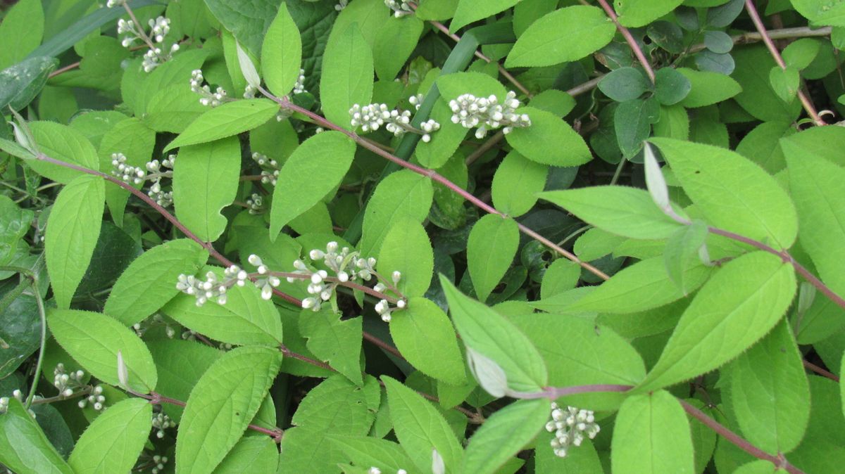 今朝の散歩で見つけた低木の花
高さは1メートル弱　葉はザラザ...