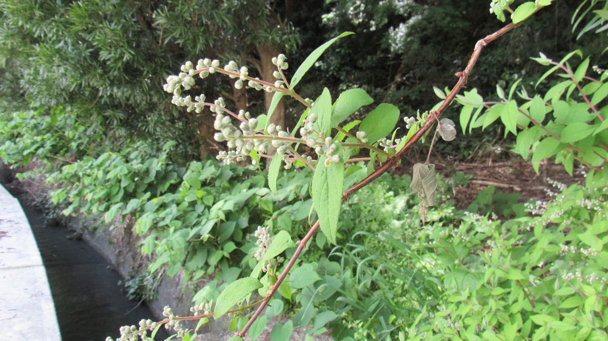 今朝の散歩で見つけた低木の花
高さは1メートル弱　葉はザラザ...