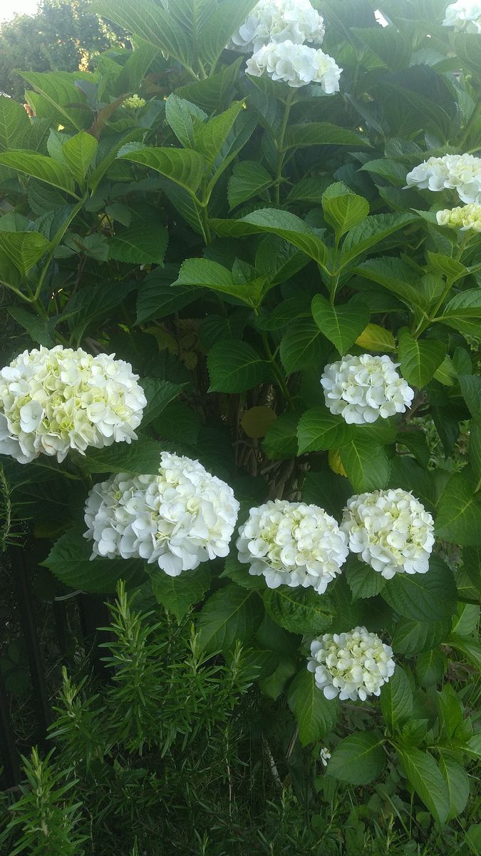 植えた 選んだ 覚えがない白い紫陽花が咲きました 名前はなん 園芸相談q A みんなの趣味の園芸