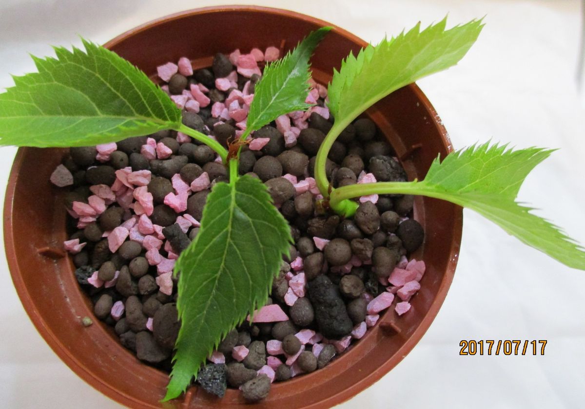 桜挿し木苗の育成 2017/7/17　土に植える②