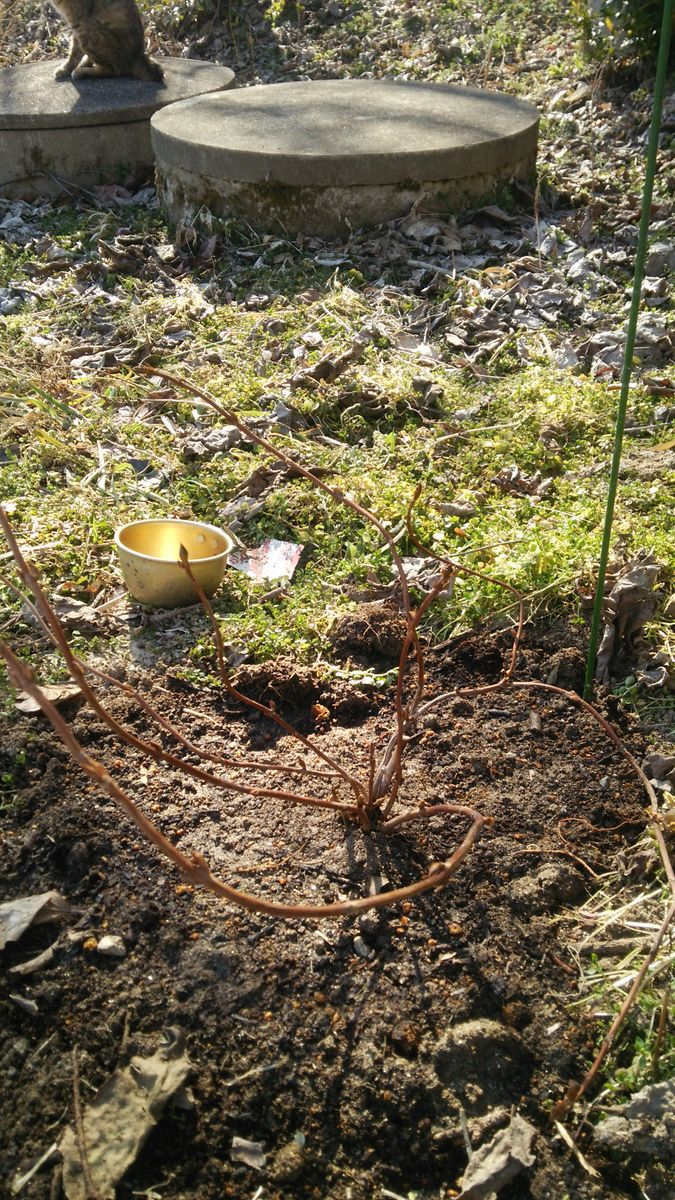 甘茶の成長記録(挿し木編、その後編) 外の甘茶を地植えしました(3月)